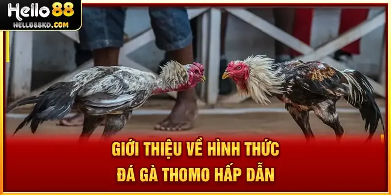 Giới thiệu về hình thức Đá Gà Thomo thú vị