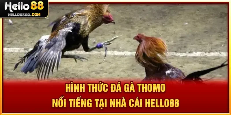 Đá Gà Thomo