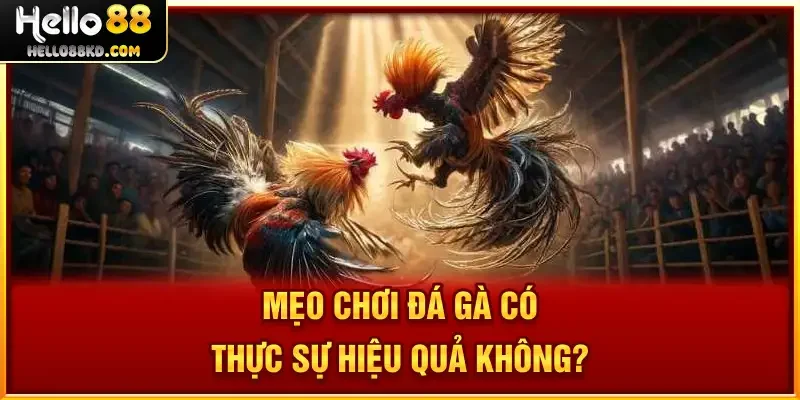 Mẹo Chơi Đá Gà có thực sự hiệu quả không?