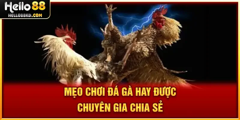 Mẹo Chơi Đá Gà