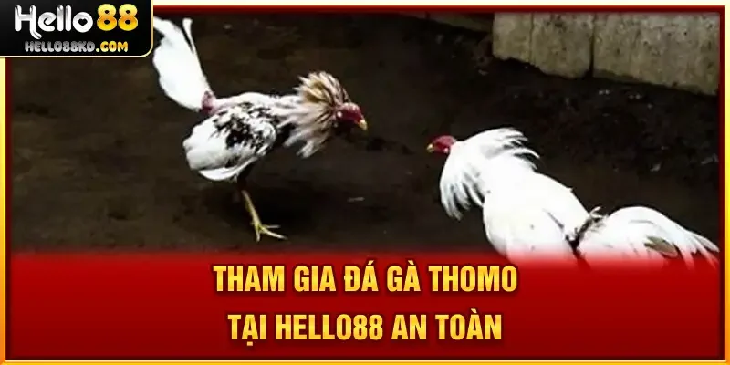 Tham gia Đá Gà Thomo tại HELLO88 an toàn